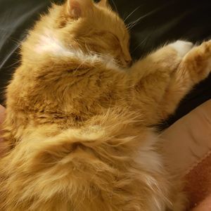 Meet your Posher, Gwen